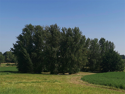 Trees around the pond