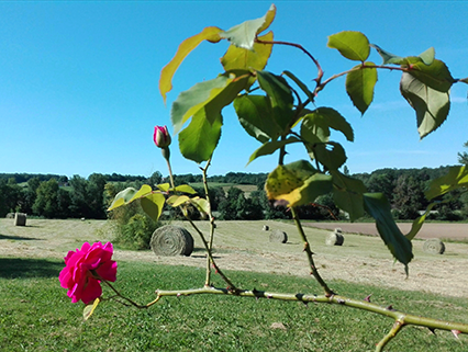 view on the field