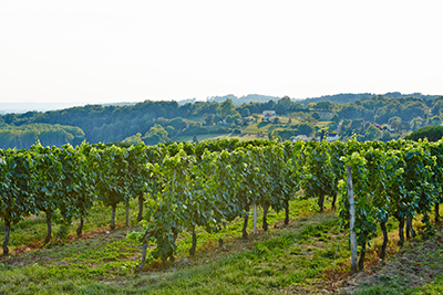 Vineyards of Bergerac